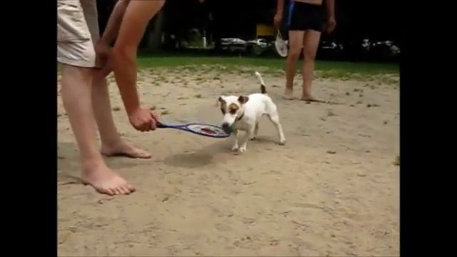 Dog playing Taiji-tennis смотреть онлайн