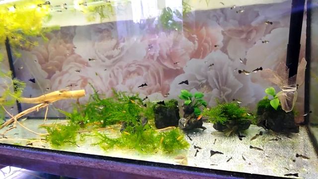 аквариумные рыбки гуппи черный монах смотреть онлайн