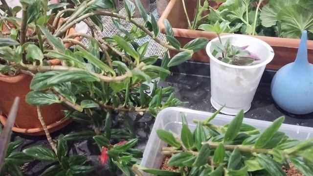 шикарные цветы- Антириум и Колумнея!!! черенкование пеларгонии🌺🌺🤗 смотреть онлайн