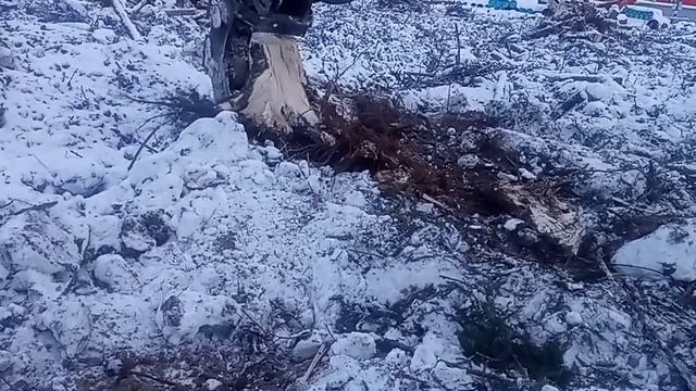Корчевание деревьев ножницами смотреть онлайн