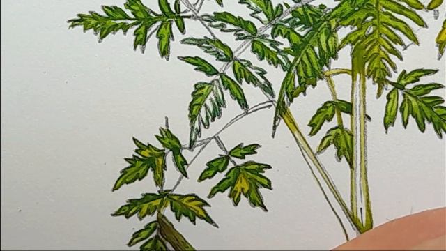 Cow Parsley  Sketch