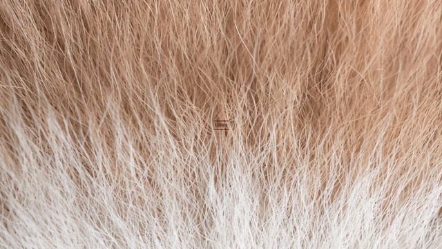 What Plants Are POISONOUS To Dogs | TOP 12 Plants And Flowers That Can KILL Your Dog | VET ADVICE смотреть онлайн