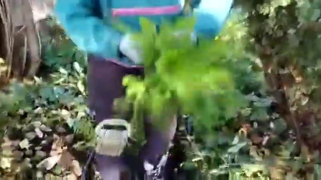 Папоротник Imbricatum (Aдиантум стоповидный) смотреть онлайн