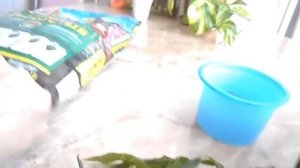 Черенкование спатифиллума РАЗМНОЖЕНИЕ СПАТИФИЛЛУМА