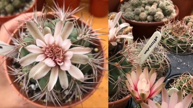 Gymnocalycium Flowers cactus plant in my collection | Gymno blooms | Cactus Flower | 2020 смотреть онлайн