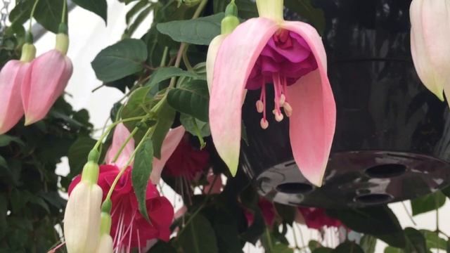 Bella Rosella - Fuchsia