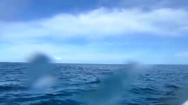 Waikoloa Canoe Club OC6, OC2, OC1and Spinning Dolphins SD 480p смотреть онлайн