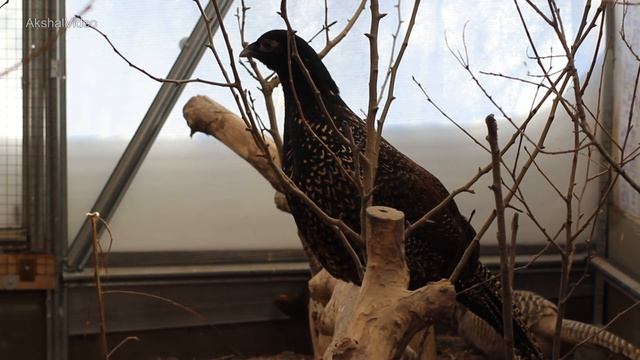 Кто получится если скрестить фазана и курицу. (Chicken-pheasant hybrids) смотреть онлайн