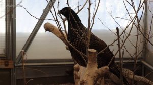 Кто получится если скрестить фазана и курицу. (Chicken-pheasant hybrids)