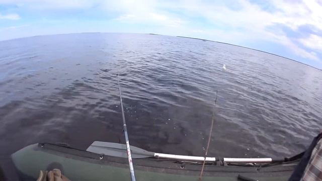 Камбала, навага, чайка смотреть онлайн