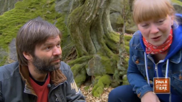 Wie schlau ist der Fuchs? | Reportage für Kinder | Paula und die wilden Tiere смотреть онлайн