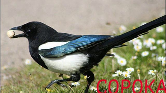 ПТИЦЫ НАШЕГО КРАЯ. смотреть онлайн