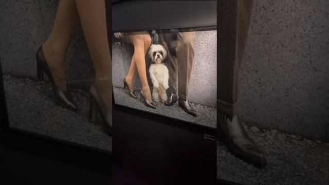 Собаки фотографа Эллиотта Эрвитта смотреть онлайн