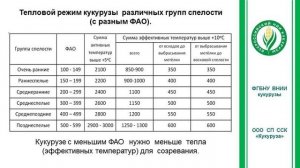 Что такое ФАО кукурузы? Коротко.