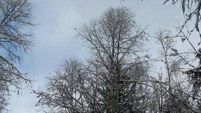 Рябчики кормятся (01 2013)