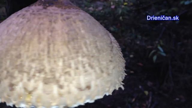 Bedľa vysoká - Macrolepiota procera смотреть онлайн