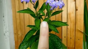 Гелеотроп, выращивание и уход в домашних условиях