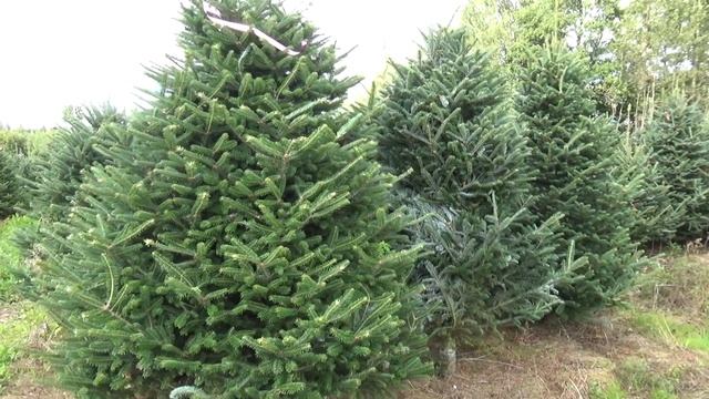 Пихта Фразера (срезанная новогодняя пихта) 22242 смотреть онлайн