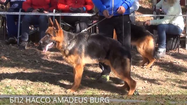 ГОМЕЛЬ-2015 щенки кобели (6-9 мес) смотреть онлайн
