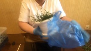 Хатиора. Уход и Размножение