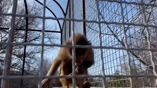 Джонику вершки, Люсе корешки! Учим гамадрила НЕ ЕСТЬ, а ДАРИТЬ букеты - на носу 8 марта. Тайган смотреть онлайн