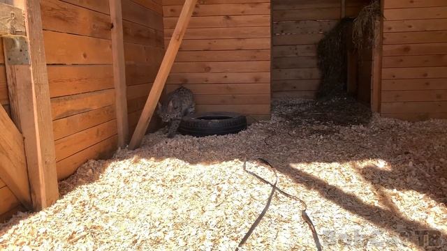 ЗАЧЕМ Я ПРИУЧАЮ БОБКЭТА РУФИ К ВОЛЬЕРУ / Содержание диких кошек дома смотреть онлайн