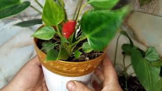 Укоренение антуриума. часть 2. смотреть онлайн