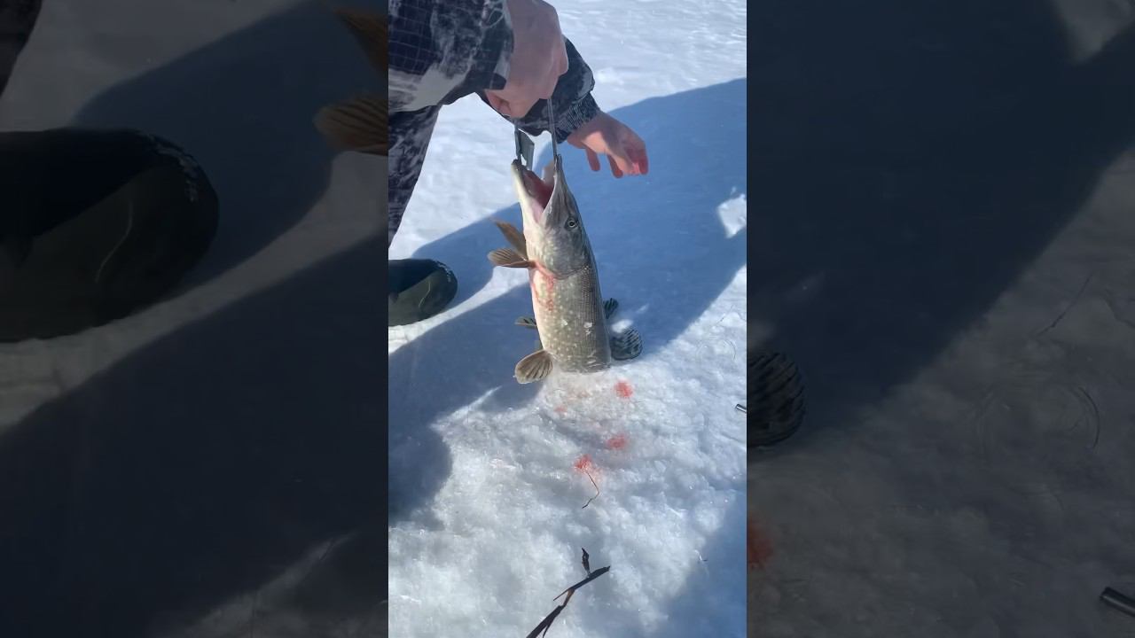 оз. Речное Костанайская область. 09.03.2024. Крокодил #ловлящуки смотреть онлайн