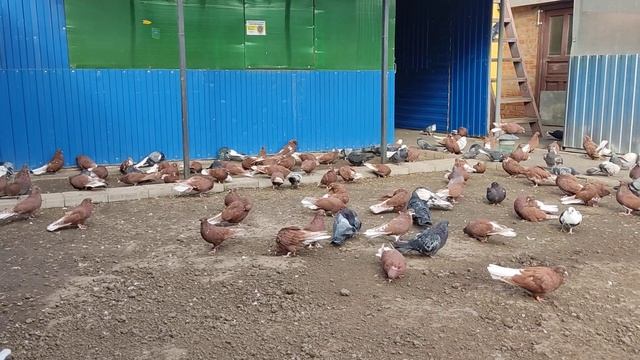 НИКОЛАЕВСКИЕ ГОЛУБИ: продавать голубей или нет?!?!. смотреть онлайн