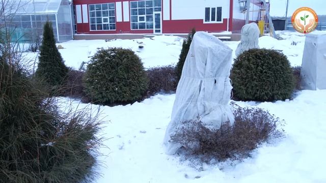 Укрытие Туи смотреть онлайн