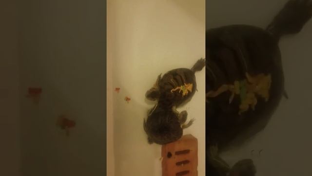 Что кушают черепахи?