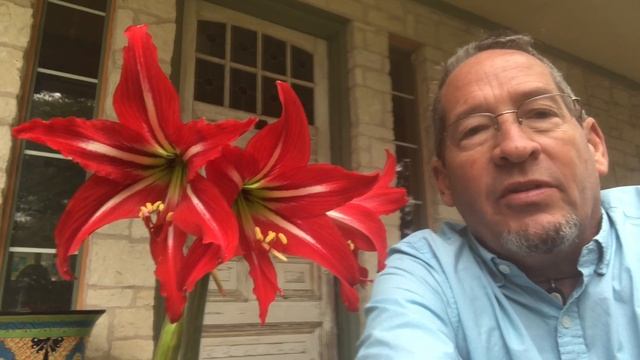 Lessons from an Amaryllis смотреть онлайн