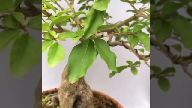 Ligustrum Bonsai