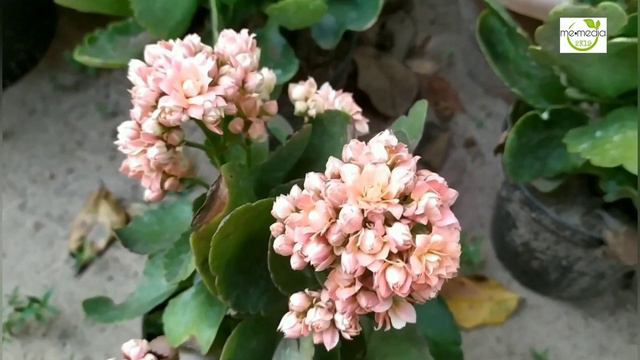 KALANCHOE BLOOMING, LEAF PRPOGATION AND CARE/ കലാഞ്ചിയ പരിചരണവും പൂവിടലും എല്ലാം