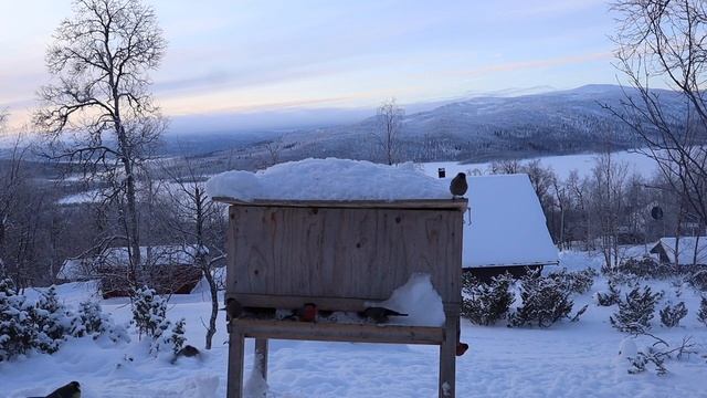 Birds of many colours, video for people and cats to watch. смотреть онлайн