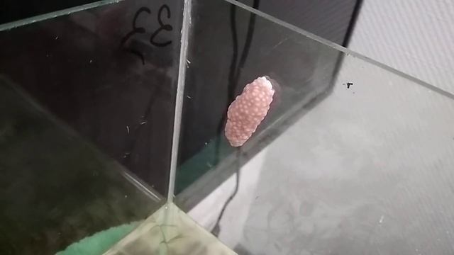 Ампулярия отложила икру. смотреть онлайн