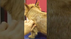 ТРИММИНГ НОРВИЧА/ НОРВИЧ ТЕРЬЕР/ Эпизод МАСТЕР-КЛАССА / GROOM SCHOOL