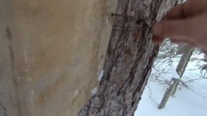 Охота на Соболя | Капканы: Установка Ящиков СУАС. Разведка Новых Мест.