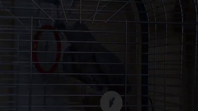 G:\Попугаи\Чача\Видео Чача\Не ори привет как дела.mpg смотреть онлайн