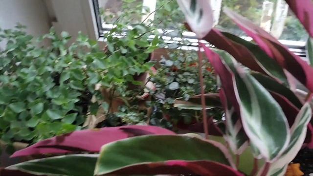 Комнатные растения. Зацвела Пилея. смотреть онлайн