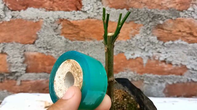 How to graft multiple Rose branches on 1 rose plant | Rose Grafting смотреть онлайн