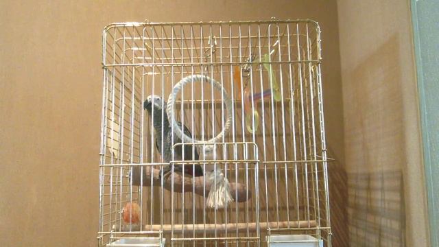 Говорящий жако Тема смотреть онлайн