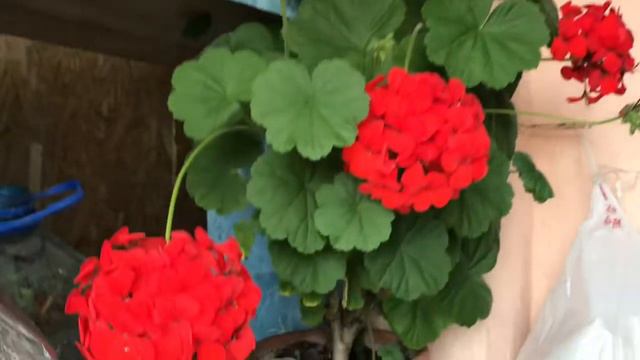 35. Новости из крымского сада! смотреть онлайн