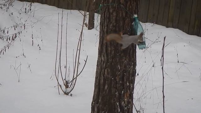 Белка висит вниз головой и ест семечки смотреть онлайн