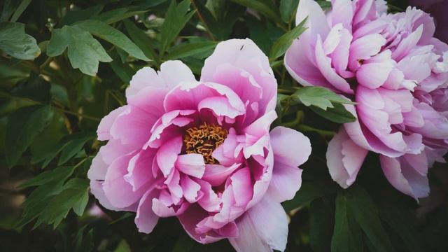 Relaxation Music (Relax#12)