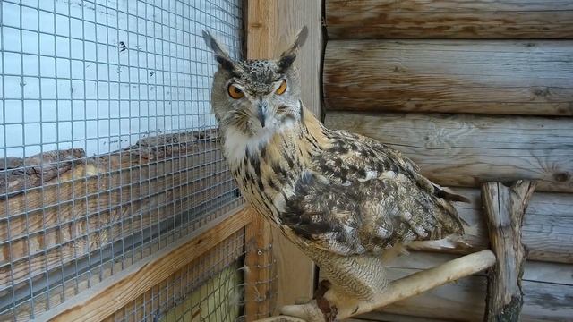 ЗЛОЙ ФИЛИН НАФАНЯ смотреть онлайн