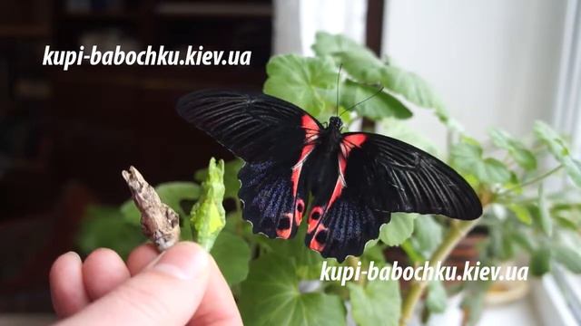 имаго и куколка papilio rumanzovia смотреть онлайн