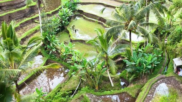 Welcome To Indonesia смотреть онлайн