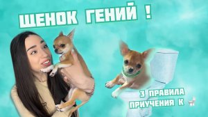 Как приучить щенка к пеленке | 100% результат | Подробная инструкция