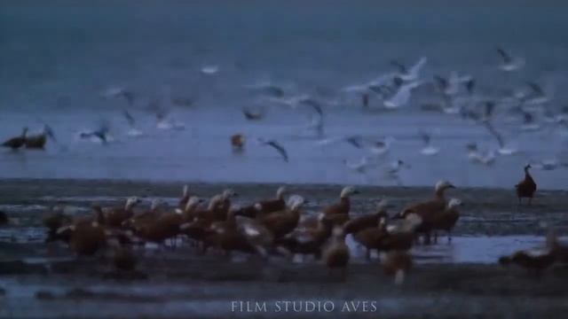 «Заповедник «Чёрные земли» - жемчужина калмыцкой степи» смотреть онлайн